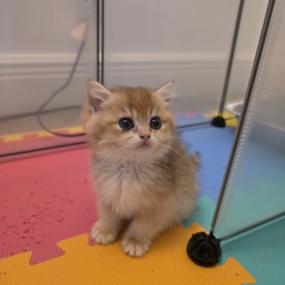 Meet your Posher, Lina